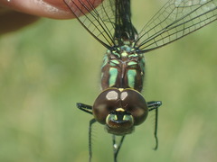 Rhionaeschna planaltica