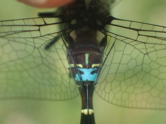 Rhionaeschna planaltica