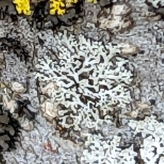 Physcia thomsoniana