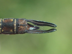 Rhionaeschna planaltica