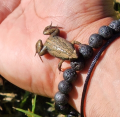 Gastrophryne elegans