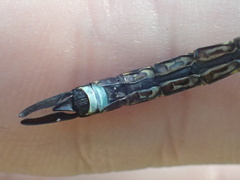 Rhionaeschna planaltica