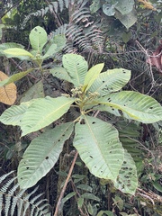Actinidiaceae