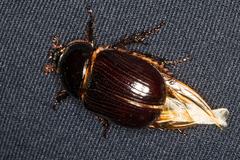 Oxygrylius ruginasus