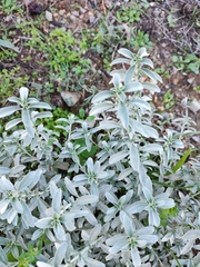 Mercurialis tomentosa