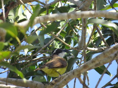 Pitangus sulphuratus