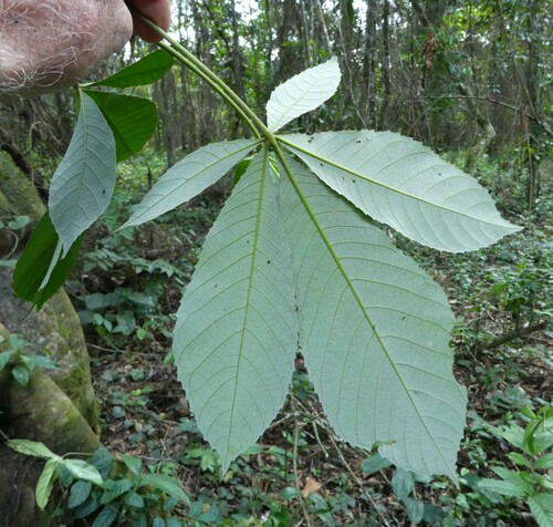 Giant Yellow Mulberry