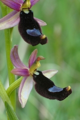 Ophrys bertolonii