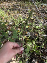 Amaranthus retroflexus