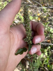 Amaranthus retroflexus