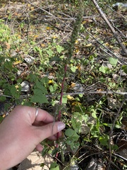 Amaranthus retroflexus
