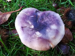 Russula atropurpurea