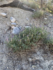 Hedysarum boreale