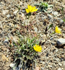 Reichardia picroides