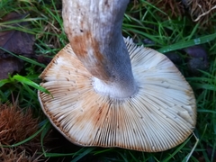 Russula atropurpurea