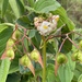 Begonia de Pantano - Photo (c) Nick Moore, algunos derechos reservados (CC BY-NC), subido por Nick Moore