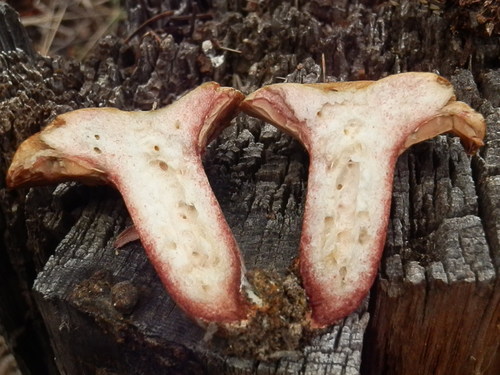 Red-bleeding Milk Cap