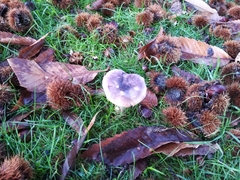 Russula atropurpurea