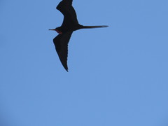 Fregata magnificens