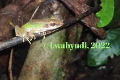 Chalcorana parvaccola