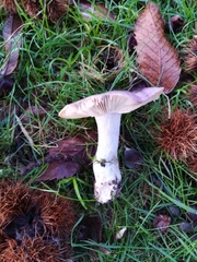 Russula atropurpurea