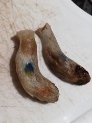 Russula atropurpurea