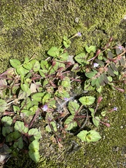Torenia