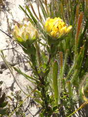 Aspalathus aspalathoides