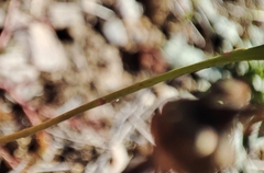 Reichardia picroides