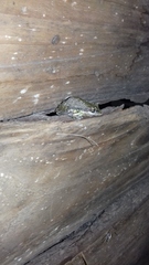 Scinax nasicus