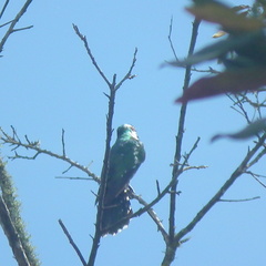 Chrysococcyx caprius