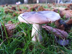 Russula atropurpurea
