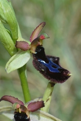 Ophrys × lyrata