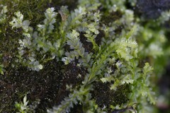 Lophocolea bidentata