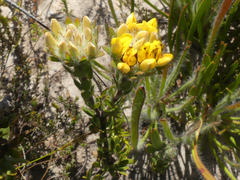 Aspalathus aspalathoides