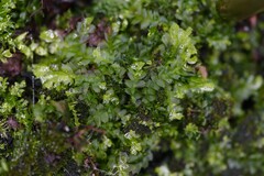 Lophocolea bidentata