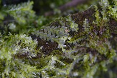 Lophocolea bidentata