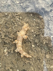 Bornella stellifera
