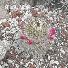 Mammillaria huitzilopochtli