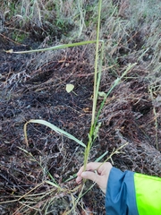 Echinochloa crus-galli