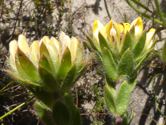 Aspalathus aspalathoides