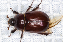 Oxygrylius ruginasus