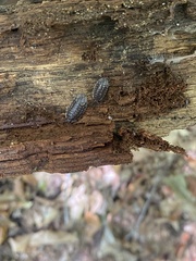 Oniscus asellus asellus