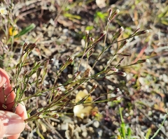 Symphyotrichum subulatum