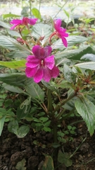Impatiens