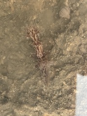 Plocamopherus ceylonicus