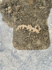 Bornella stellifera