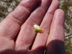 Aspalathus aspalathoides