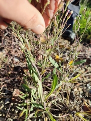 Symphyotrichum subulatum