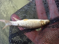 Luciobarbus graellsii